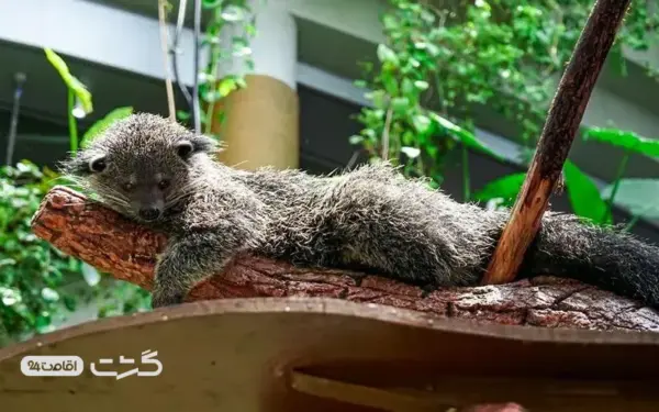 گرین پلنت دبی