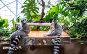 گرین پلنت دبی