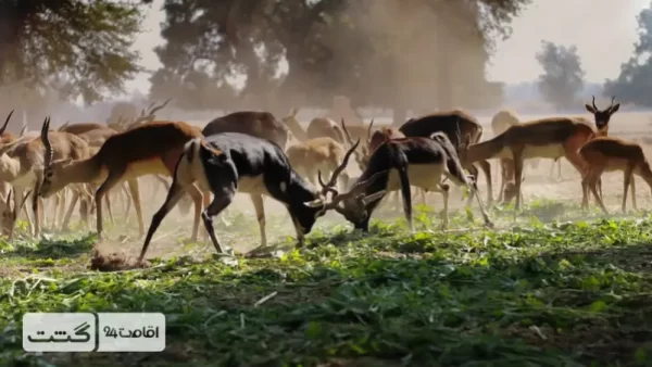 غزال‌های باغ وحش دبی