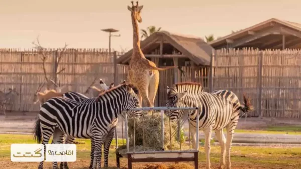 حیوانات باغ وحش دبی (گورخر)