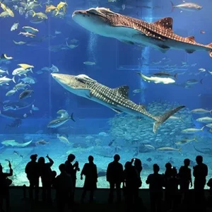 تصویری از آکواریوم دبی مال