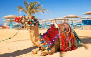 شتر سواری کیش