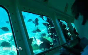 کشتی آکواریومی کیش