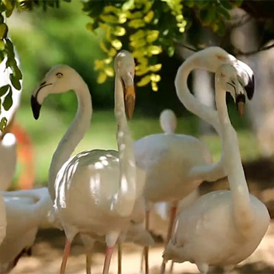 تصویری از باغ پرندگان مشهد