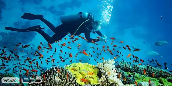 غواصی VIP در کیش، با تجهیزات پیشرفته و همراهی مربیان حرفه‌ای، به شما امکان می‌دهد تا دنیای زیر آب را از نزدیک ببینید|پکیج ماه عسل کیش