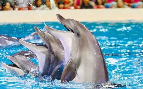 نمایش دلفین ها در پارک دلفین های کیش