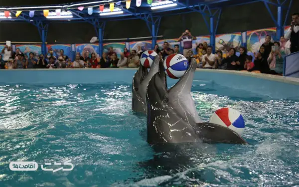 بازی با توپ دلفین ها در پارک دلفین های کیش