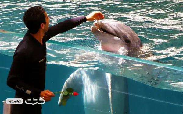 نمایش های متفاوت با مربیان ویژه در پارک دلفین های کیش